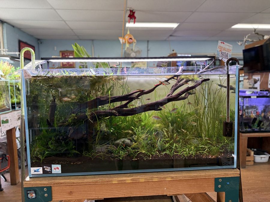 A planted nature aquascape display tank at Pet Zone