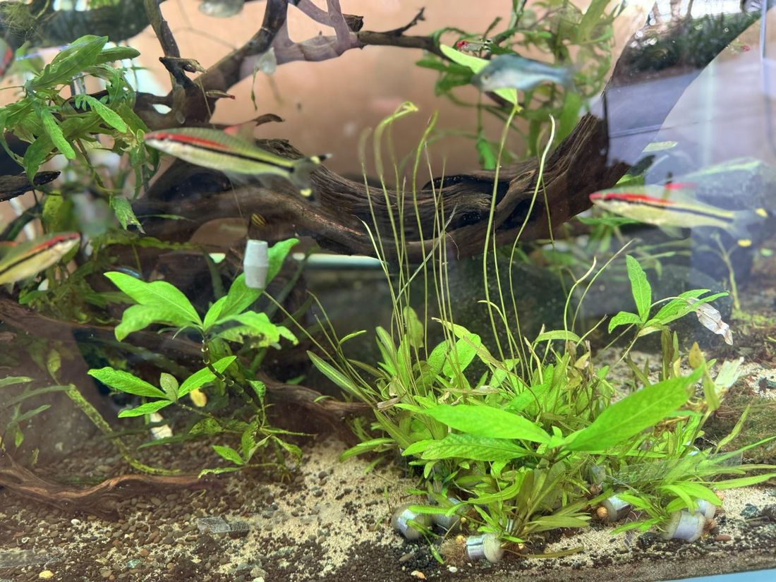 Close-up of a planted aquascape with small schooling fish at Pet Zone